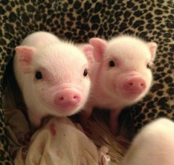  高溫炎炎，謹防丹毒