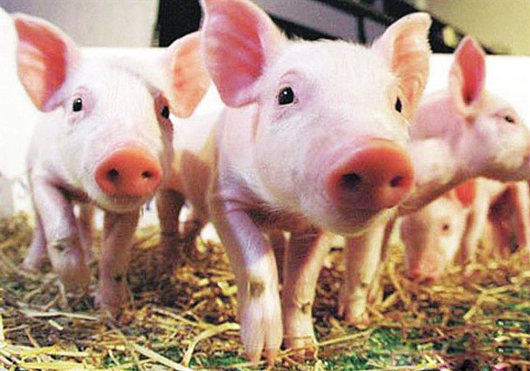 中大豬呼吸道問題容易反復(fù)的可能原因