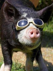 豬場(chǎng)環(huán)境控制