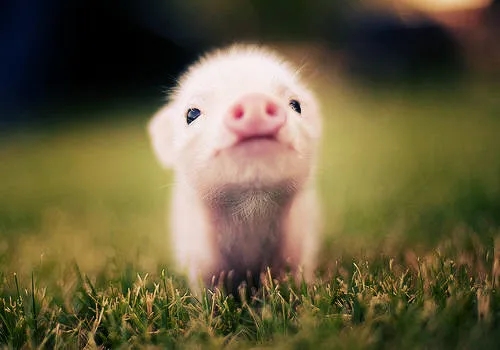 SPN技術(shù)分享|豬增生性回腸炎的防治方法